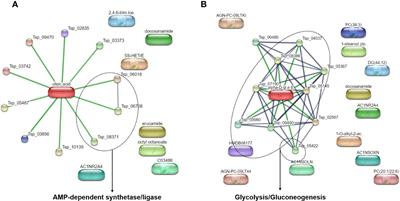 Metabolite profiling of Trichinella spiralis adult worms and muscle larvae identifies their excretory and secretory products